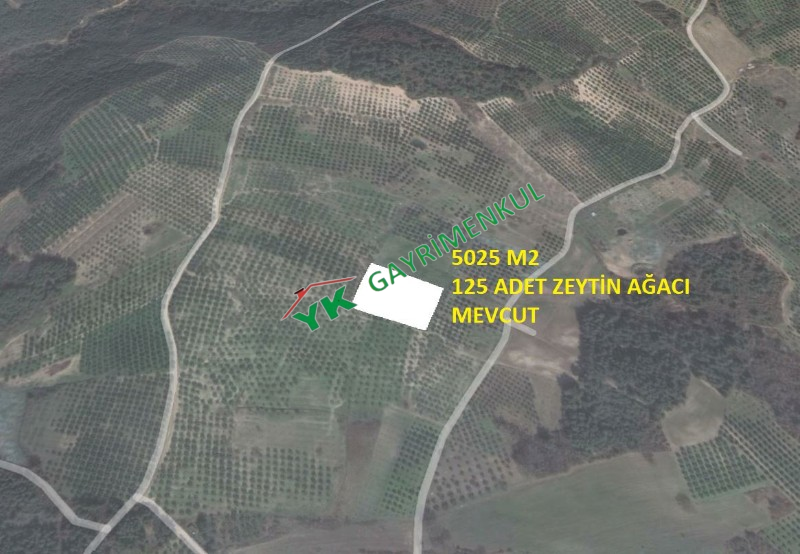 SATILIK MUDANYA AKKÖY 5 DÖNÜM ZEYTİNLİK